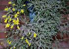 Cactus epiphyllum kopšana mājās, kā padarīt epiphyllum zied foto sugas