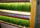 Выращивание зелени на продажу в домашних условиях