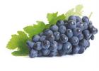 Что приготовить из винограда: рецепты