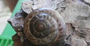 Bush snail Fruticicola (Bradybaena) fruticum Other types of domestic earth snails