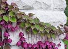 Târâtoare perene - fotografii și nume ale plantelor cățărătoare pentru grădină Plante cățărătoare cu creștere rapidă pentru grădină cu fotografii și nume, precum și recomandări de îngrijire