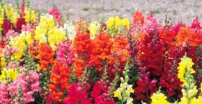 Perennial snapdragon: planting and care, photo of snapdragon flowers, growing from seeds, description and types of flower, correct planting for beginners Snapdragon name
