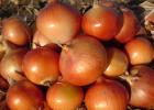 Family onions: description and characteristics of varieties, planting and care