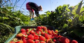 How to feed and how to care for strawberries in the spring?
