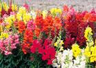 Perennial snapdragon: planting and care, photo of snapdragon flowers, growing from seeds, description and types of flower, correct planting for beginners Snapdragon name