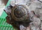 Bush snail Fruticicola (Bradybaena) fruticum Other types of domestic earth snails