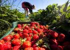The key to a wonderful harvest is the timely feeding of strawberries in the spring!