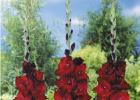 Kedy zasadiť gladioly na jar Gladiolus - príprava sadivového materiálu