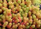 Sedum (sedum) - planting and care in open ground, types and varieties with photos Sedum prominent red-leaved