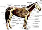 La struttura del cavallo La struttura del corpo del cavallo e perché sono necessari