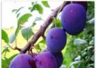 Little black plum.  Plum and its types.  How to choose the right plum seedling