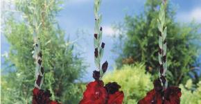 Quando piantare i gladioli in primavera Gladiolus - preparazione del materiale di semina