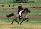 Descrizione e caratteristiche dei cavalli pacer Velocità pacer