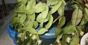 Rhipsalis: häusliche Pflege, Arten von lockigem Rhipsalis Rhipsalis crushata