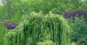 Willow - medicinal properties and use in medicine