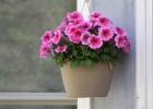Квіти на балконі – оазис у серці мегаполісу Найкрасивіші балконні квіти