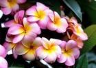 Plumeria smell.  Frangipani.  Plumeria is a delicate and very fragrant flower.  Site selection and temperature