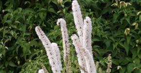 ვიწრო ფოთლოვანი პეონი: გამრავლება და მოვლა (ფოტო) თეთრი ყვავი