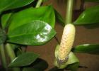 Why do Zamioculcas stems droop?