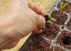 Cueillette correcte pour planter des poivrons Cueillette de poivrons en mars jours favorables