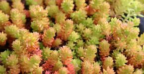 Sedum (sedum) - mbjellje dhe kujdes në tokë të hapur, lloje dhe varietete me foto Sedum me gjethe të kuqe të spikatura